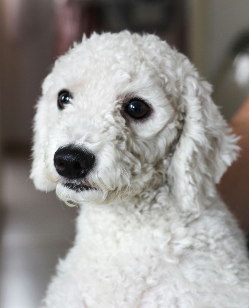28 Trustworthy Dog Breeds Known for Their Unshakable Loyalty 12 Poodle