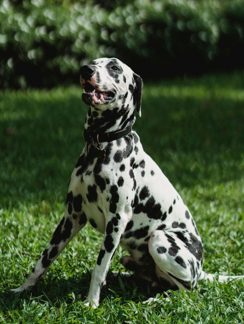 Dalmatian