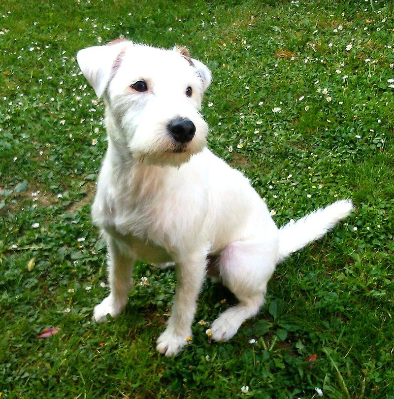 Parson Russell Terrier