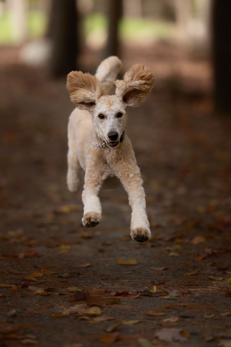 First-time owners often overlook these 13 dog breeds - experienced owners rarely do 3 Standard Poodle