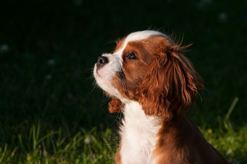 Cavalier King Charles Spaniel