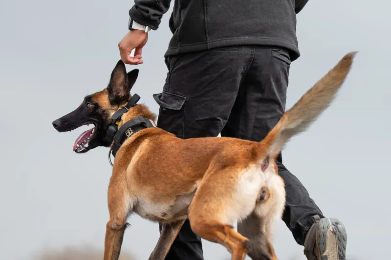 Belgian Malinois
