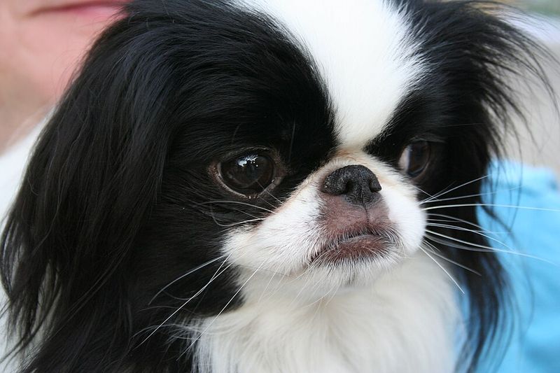 18 dog breeds that behave differently depending on who they are with 14 Japanese Chin