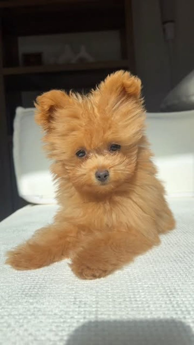 26 Popular Doodle Dog Mixes Loved for Their Personality and Charm 26 Pomapoo