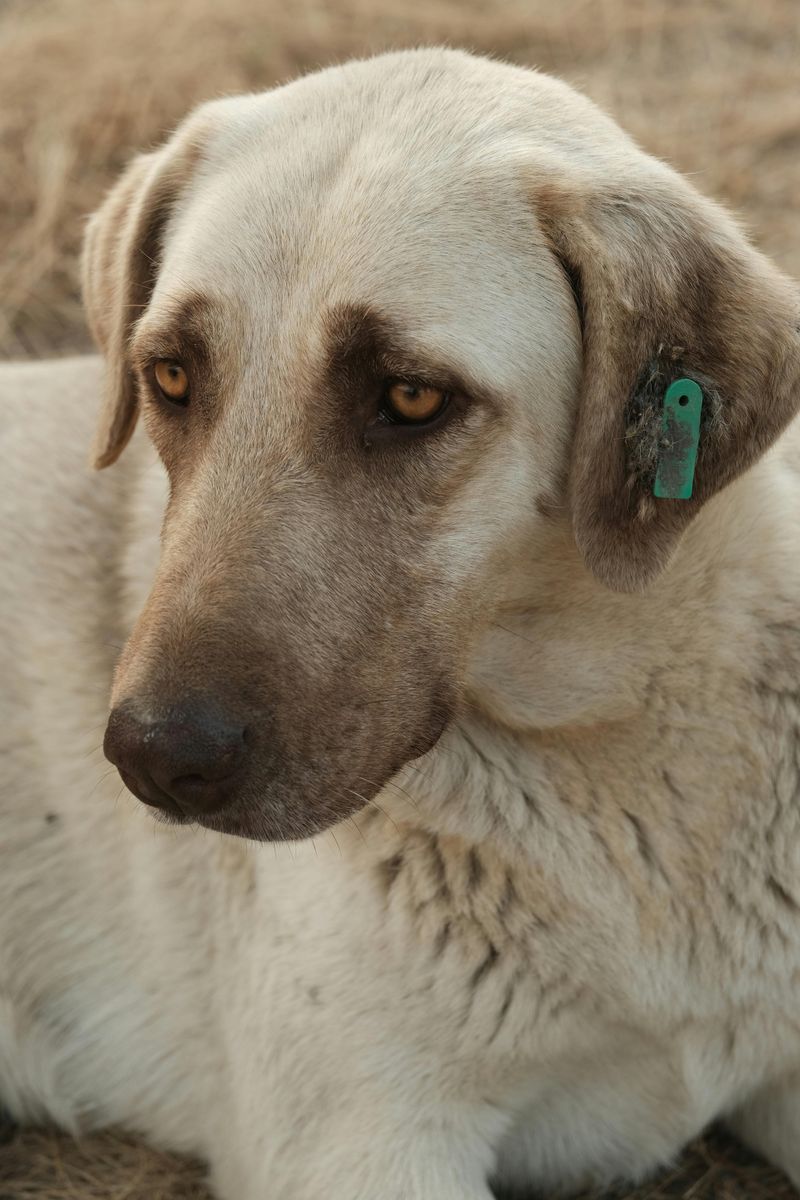 12 dog breeds that become deeply loyal after one life-changing moment 10 Anatolian Shepherd