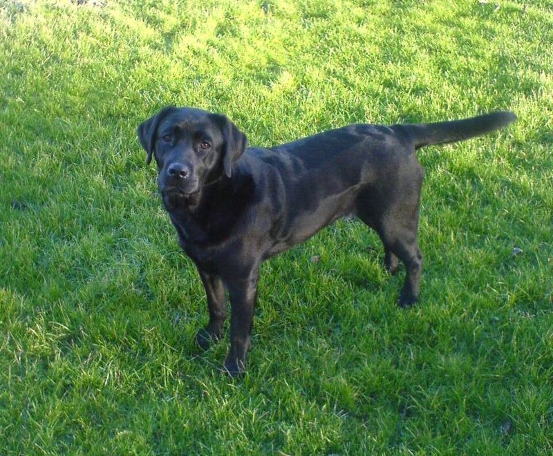 These 11 dog breeds seem to read your mind - These 2 barely acknowledge your existence 4 Labrador Retriever