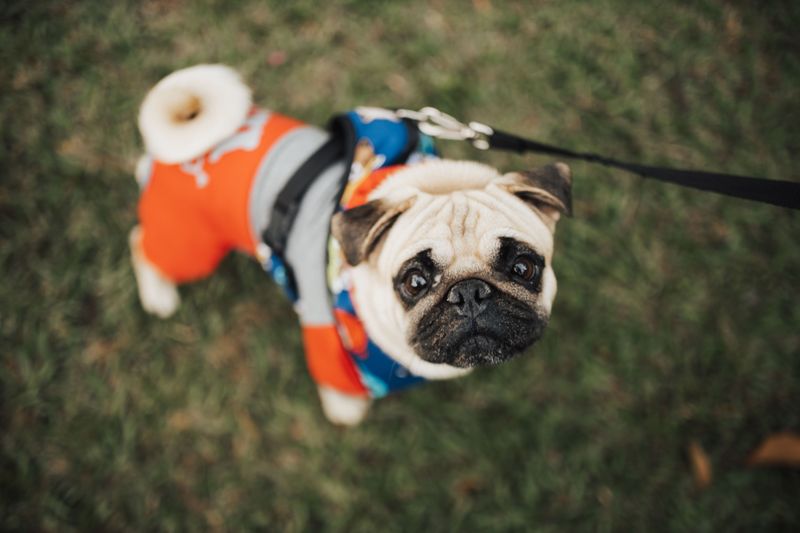 Love your personal space? These dogs may consider that an unnecessary household rule 6 Pug