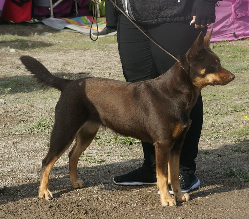 Australian Kelpie