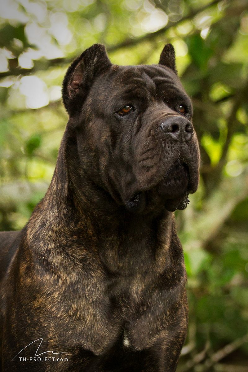 Cane Corso