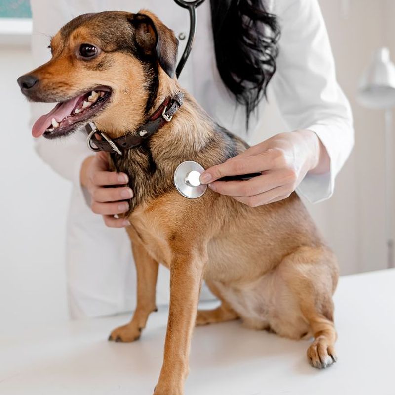 Regular Vet Check-ups