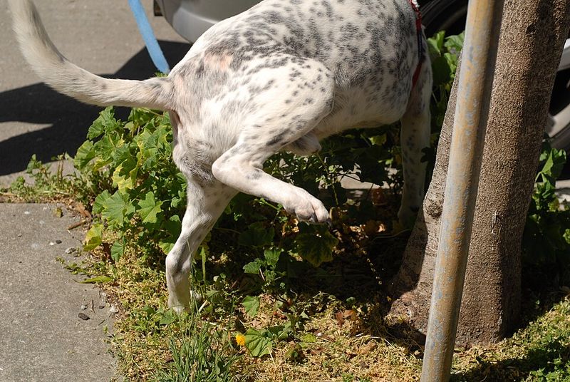 Submissive urination