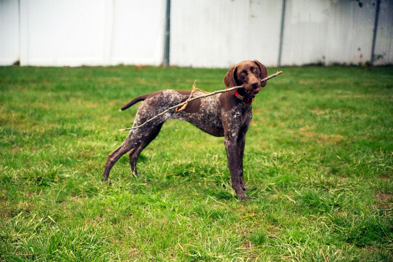 10 Dog Breeds With Iron Stomachs (And 5 That Need Extremely Gentle Diets) 14 German Shorthaired Pointer