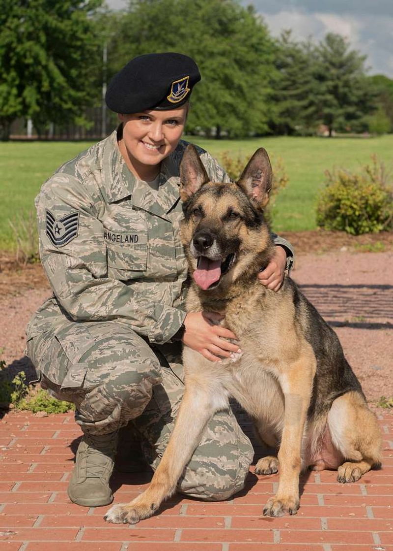 German Shepherd