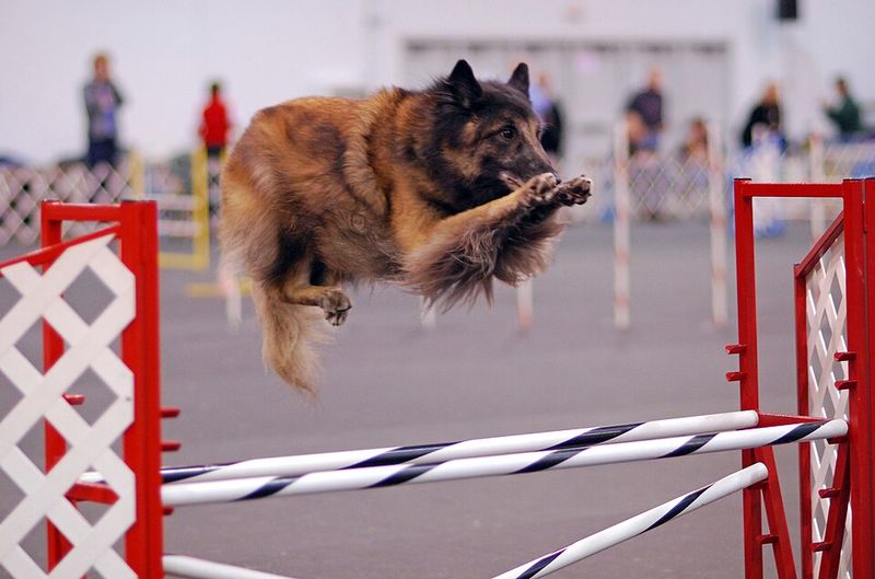 A structured lifestyle suits these 11 dependable dog breeds surprisingly well 10 Belgian Tervuren