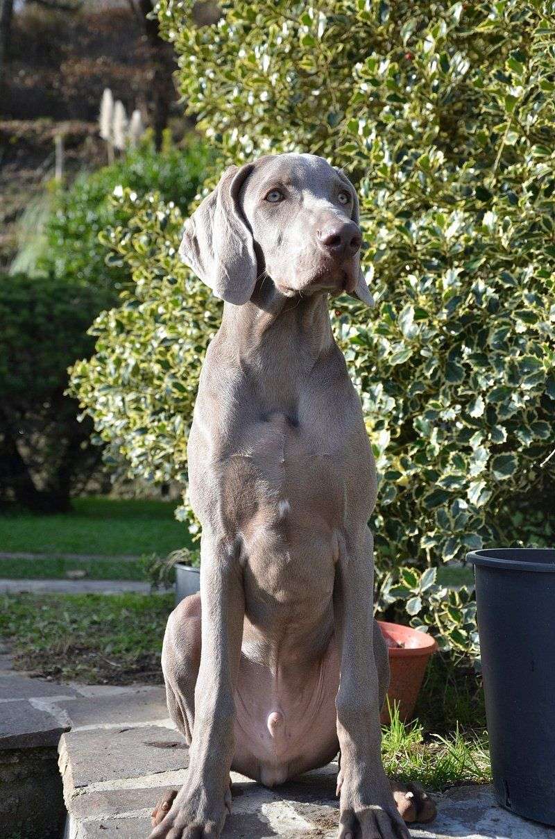 Weimaraner