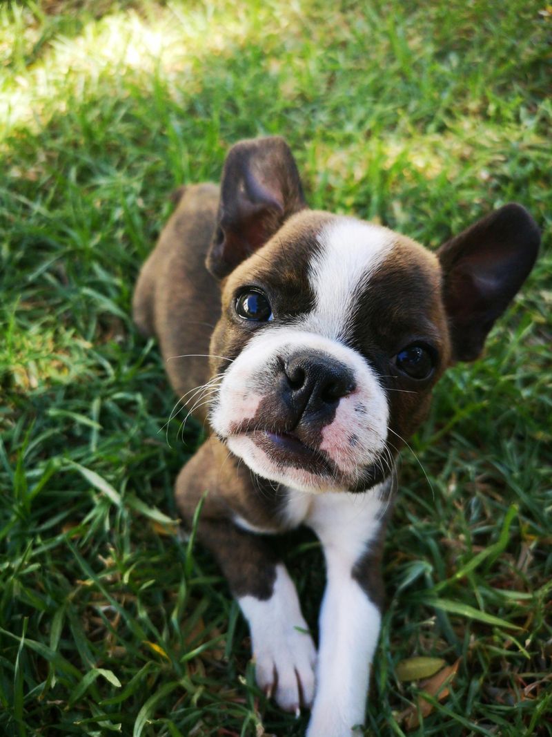 14 tiny dog breeds with huge personalities and zero fear 10 Boston Terrier
