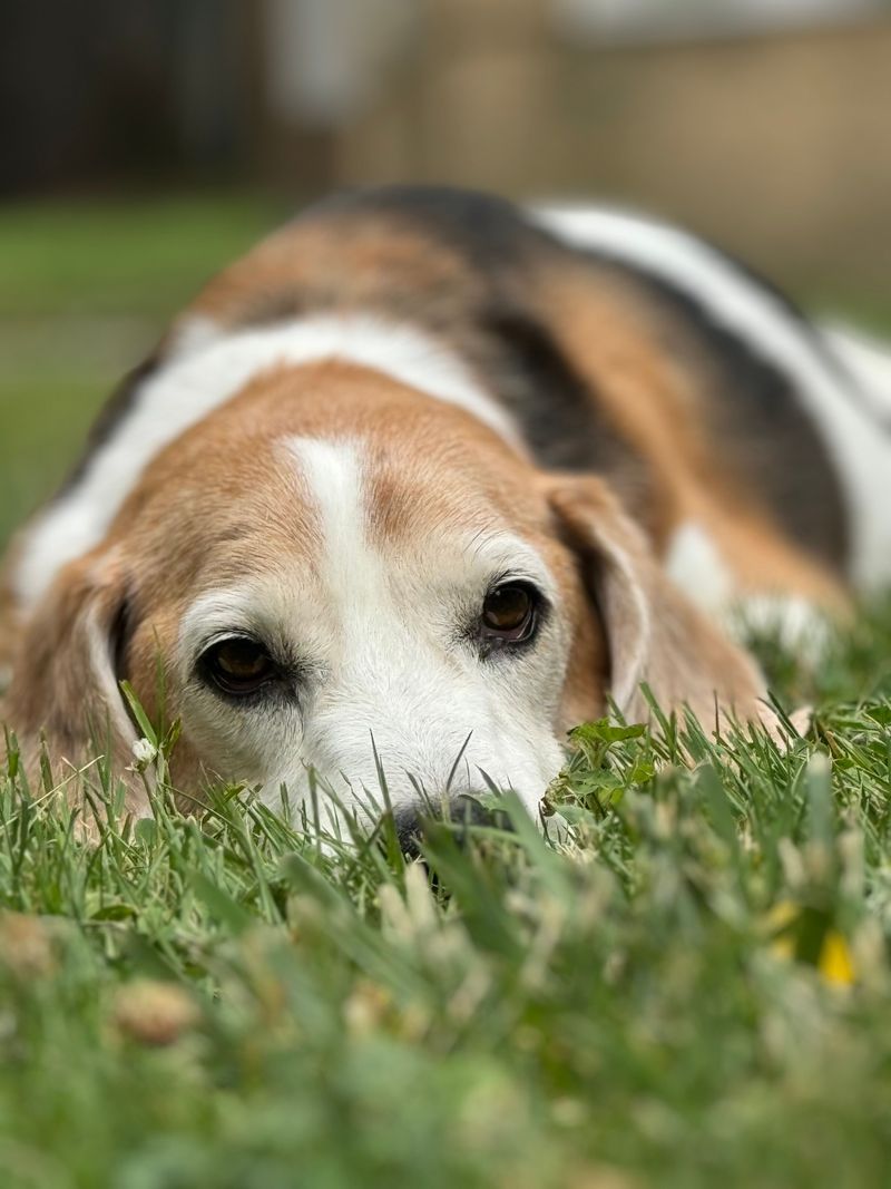 Beagle: The Nose That Never Retires