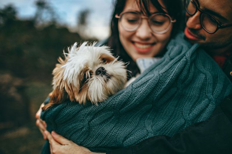 15 Cuddly Dog Breeds That Enjoy Staying Close to Their Owners 8 Shih Tzu