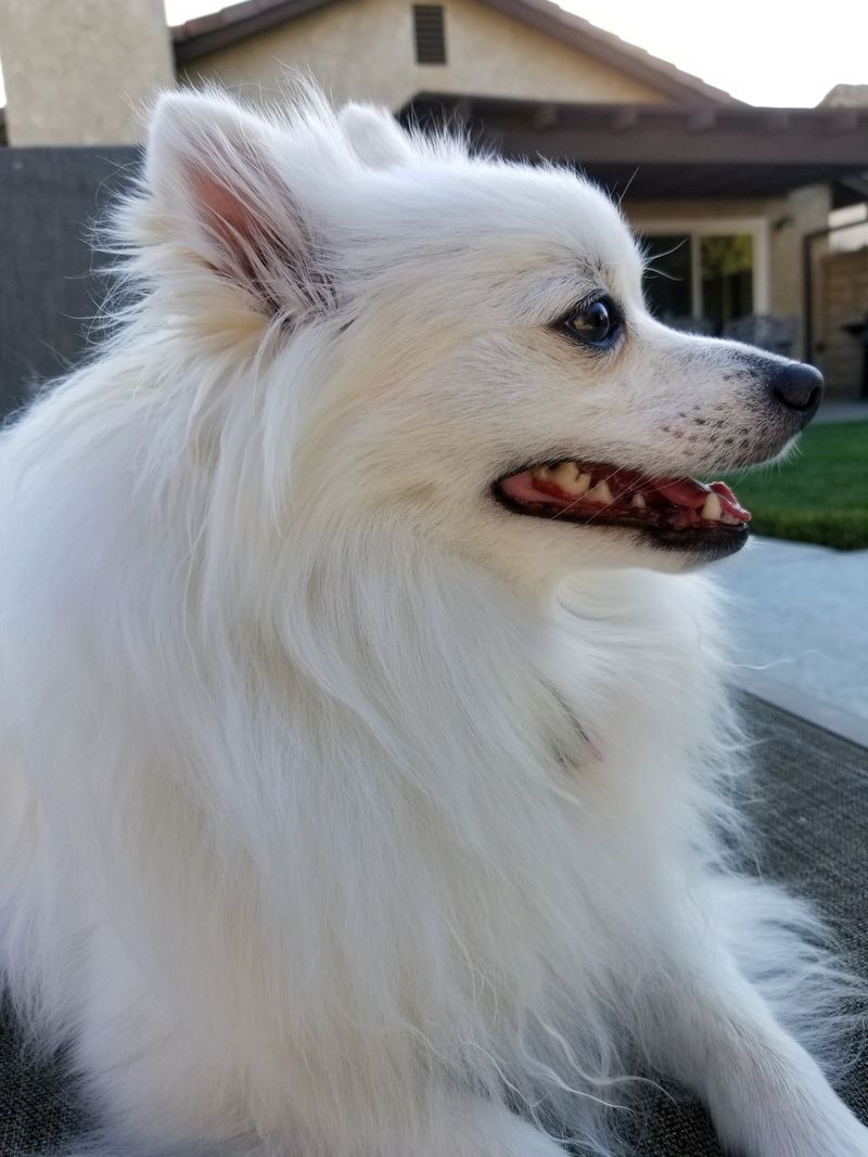 Pomeranian