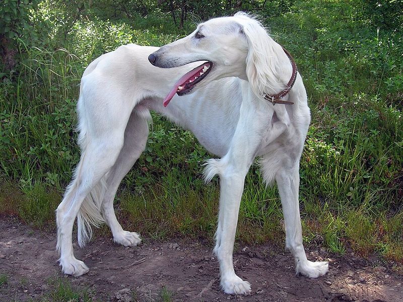 12 dogs with remarkable histories that fewer people encounter with every generation 10 Saluki