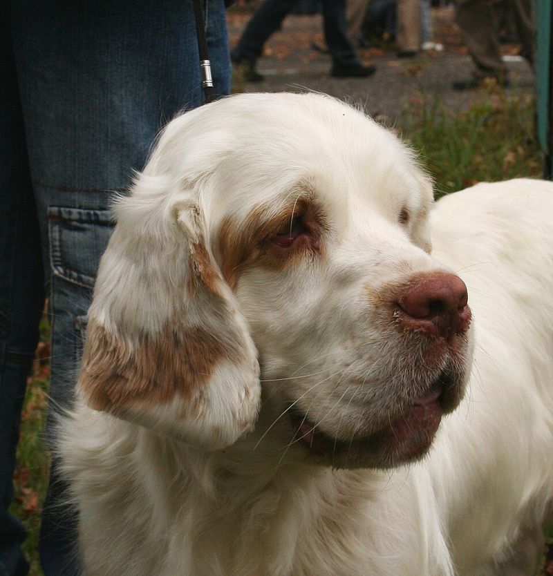 These 10 dog breeds quietly become the most stress-free members of the household 6 Clumber Spaniel