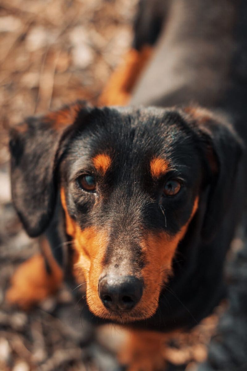 Dachshund