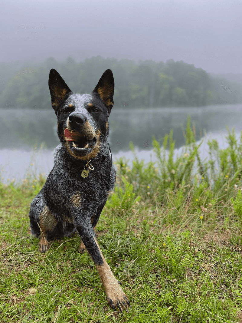 Some dogs lose interest after a few throws - These breeds are often ready for another 10 Australian Cattle Dog
