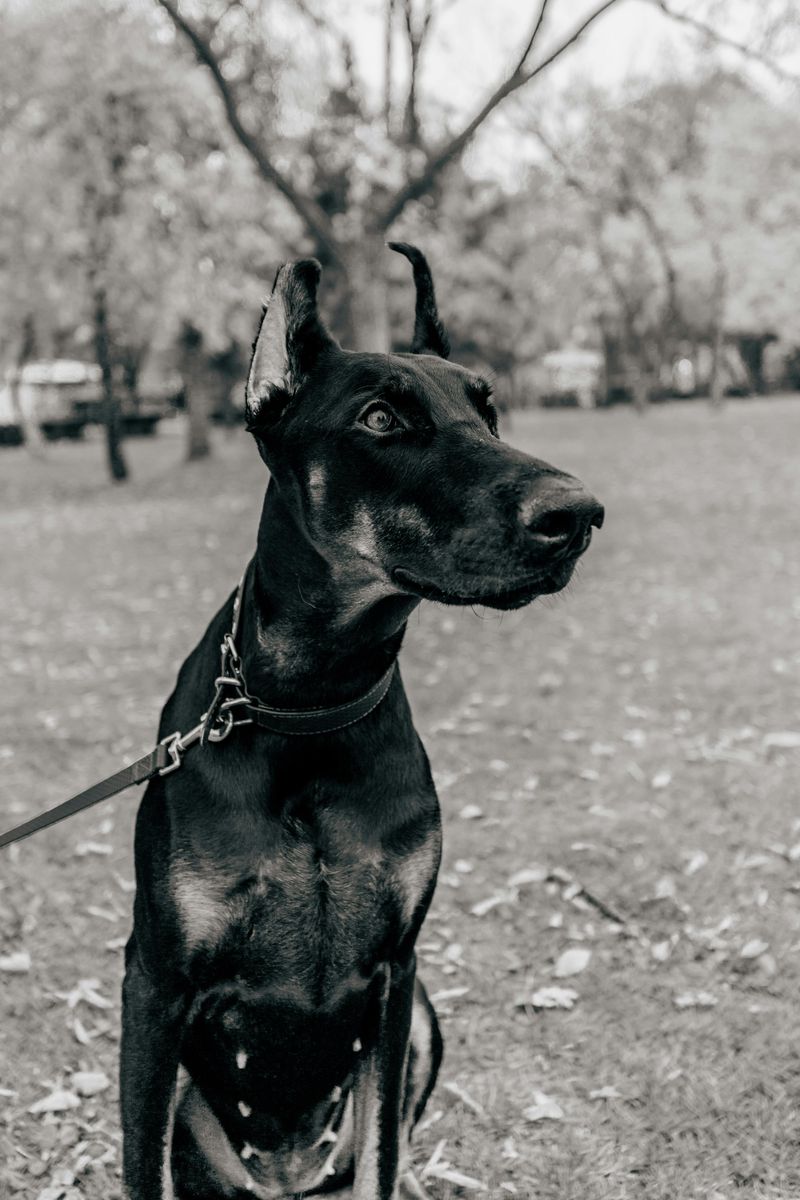Doberman Pinscher