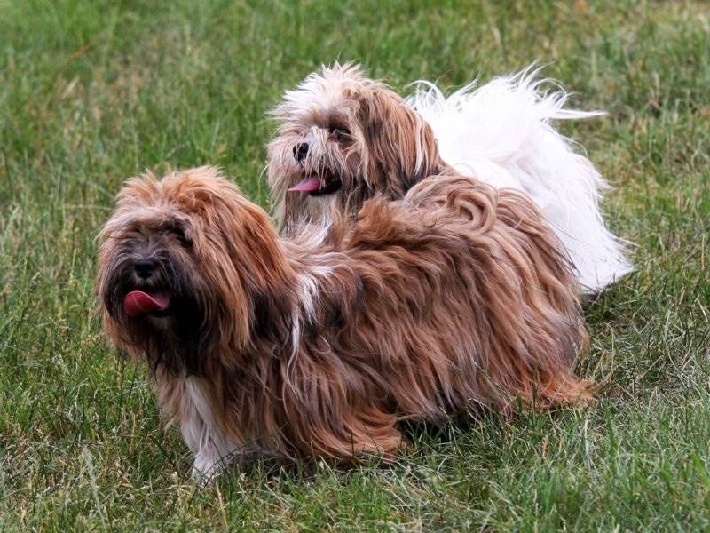 They'll happily share your day - but these dog breeds don't need to control every minute of it 7 Lhasa Apso