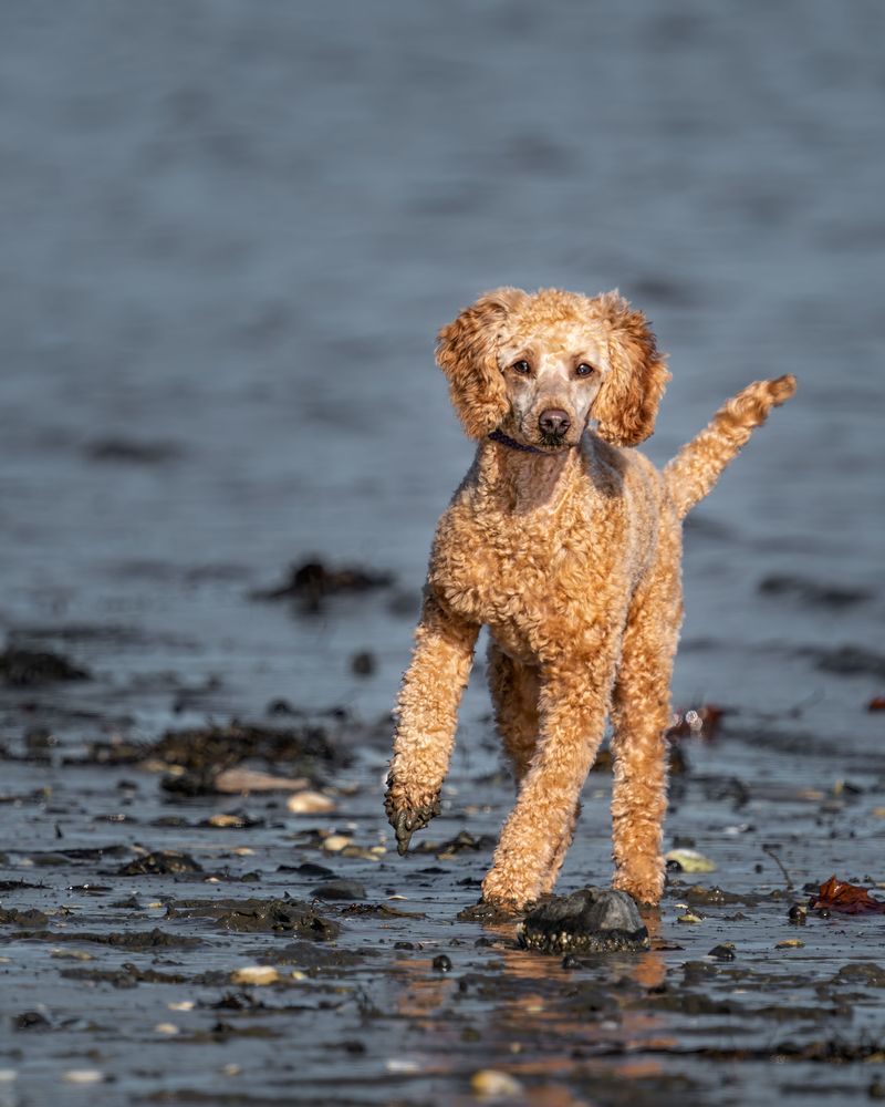 These clever breeds learn quickly - But keeping their minds occupied is the other half of the deal 5 Standard Poodle
