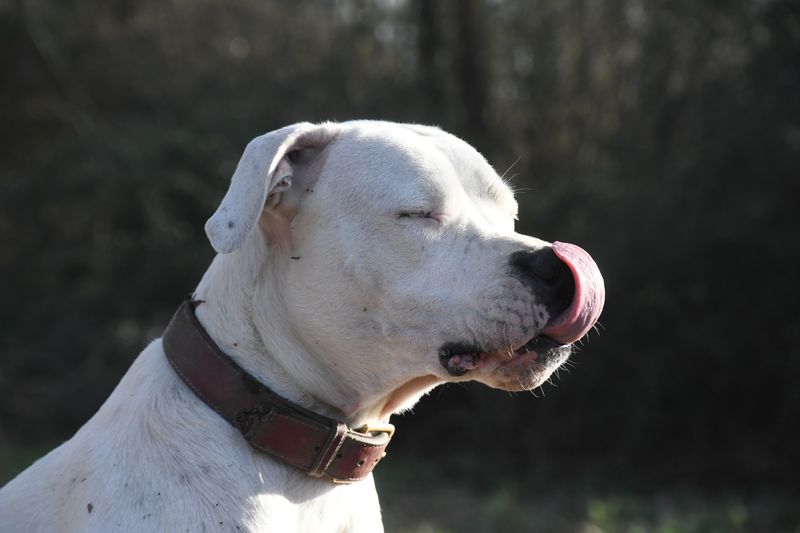 13 dog breeds that spark behavior debates - and why the data deserves a closer look 11 Dogo Argentino