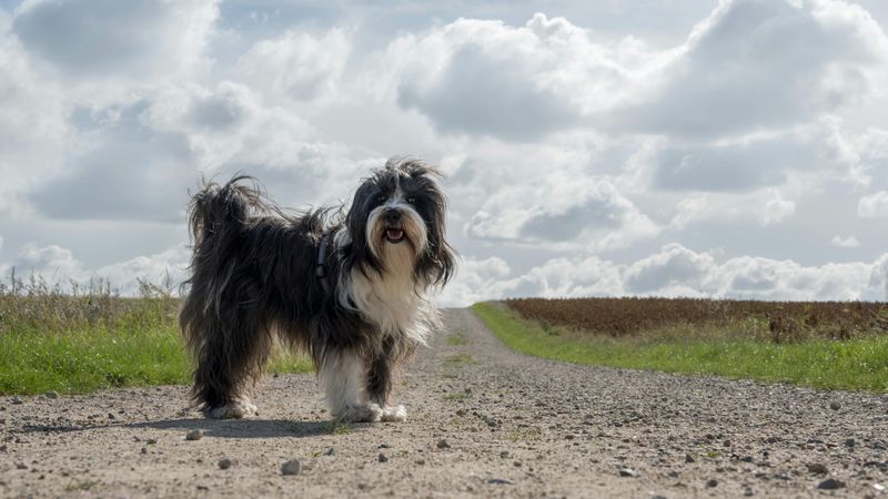 Tibetan Terrier