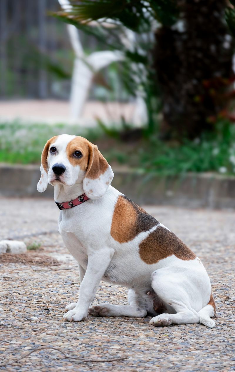 Beagle