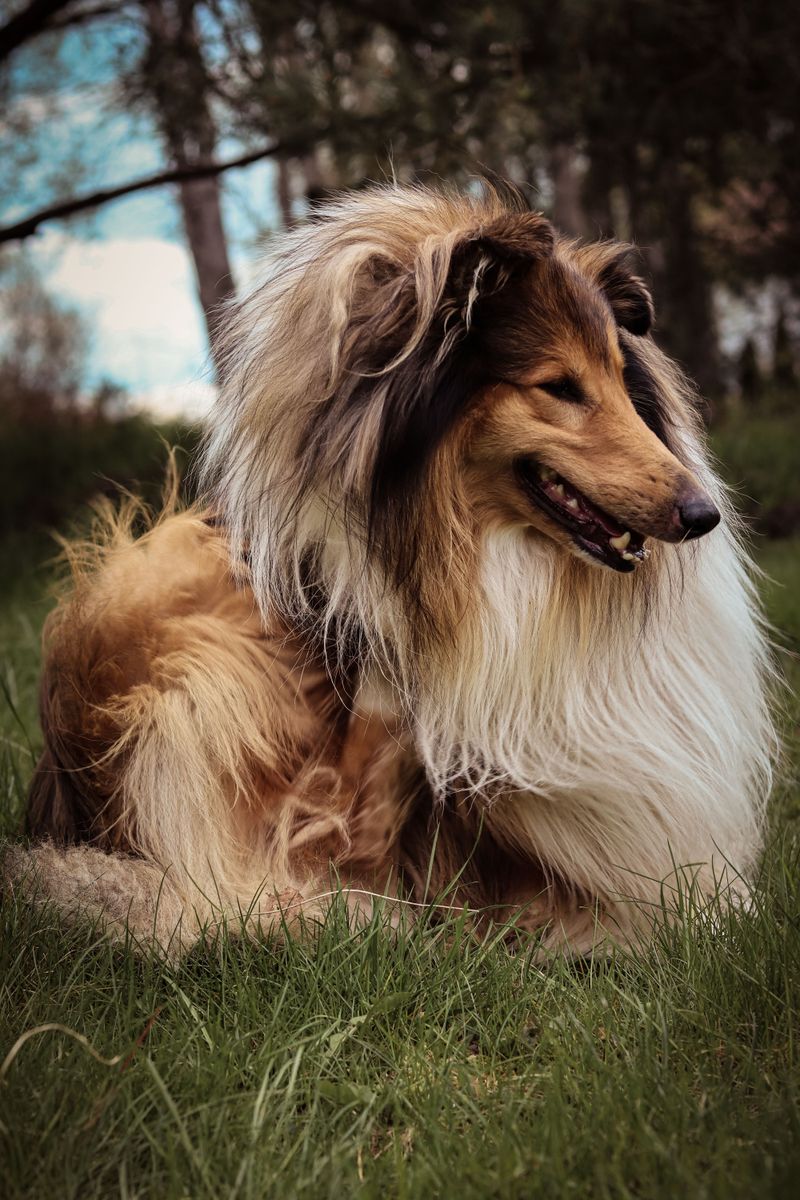 Everyone else believes you're fine - These dogs may be paying attention to the clues you can't hide 4 Rough Collie