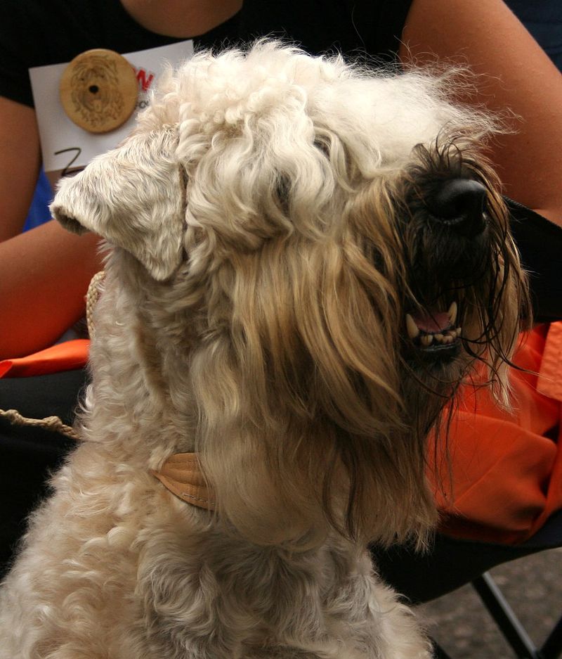 Soft-Coated Wheaten Terrier