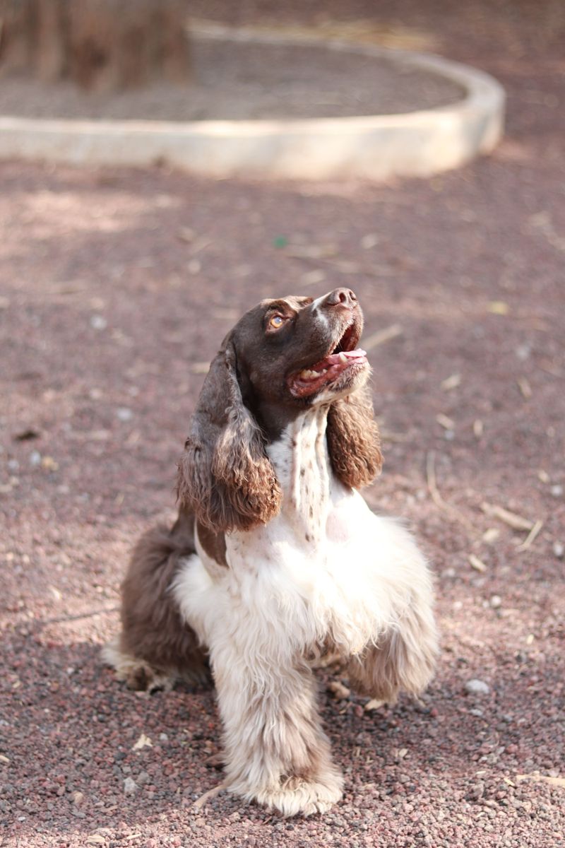 10 dog breeds that always find the one smell owners hoped they would avoid - plus 2 repeat offenders 8 English Springer Spaniel