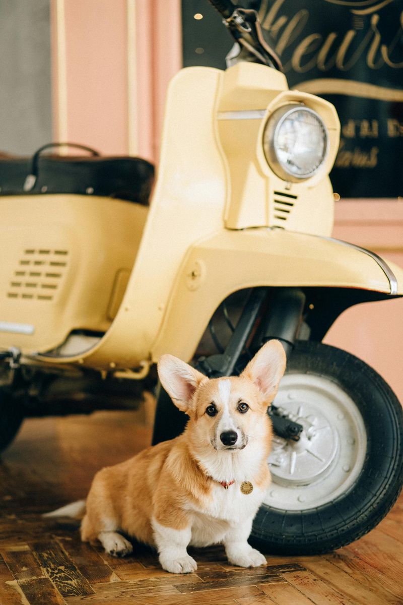 Pembroke Welsh Corgi
