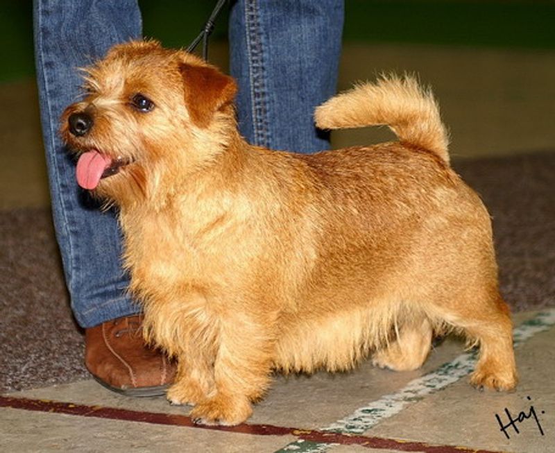 The “My Dog Got Sick From Daycare” Panic Is Surging - 16 Breeds Most Mentioned in Outbreak Posts 6 Norfolk Terrier