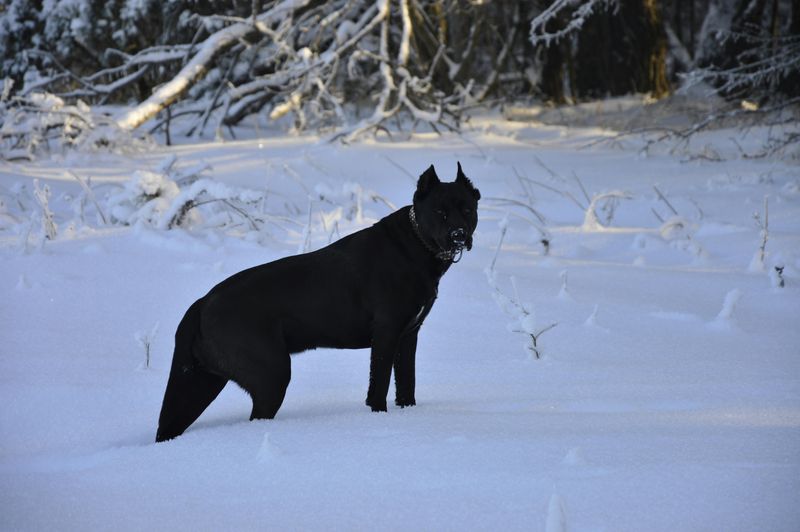 12 powerful big dog breeds that prove brains matter as much as strength 6 Cane Corso