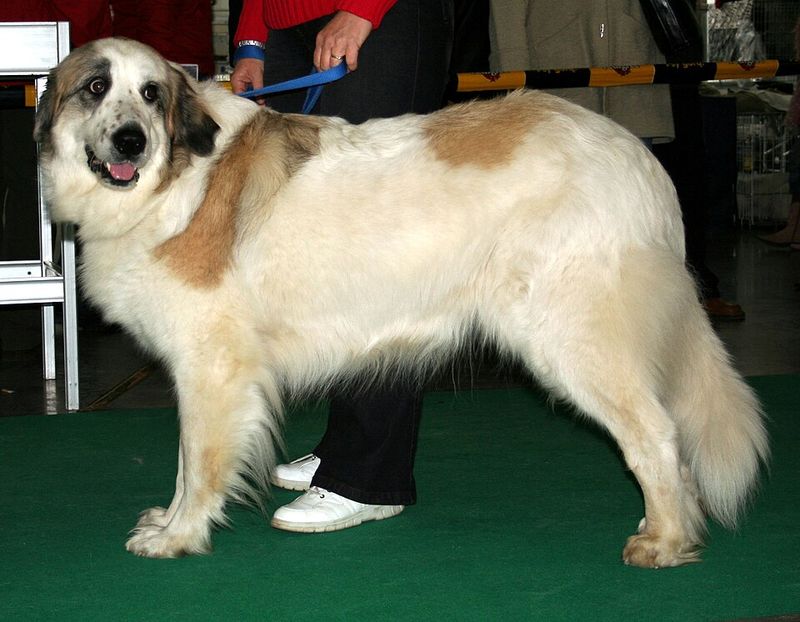 Pyrenean Mastiff