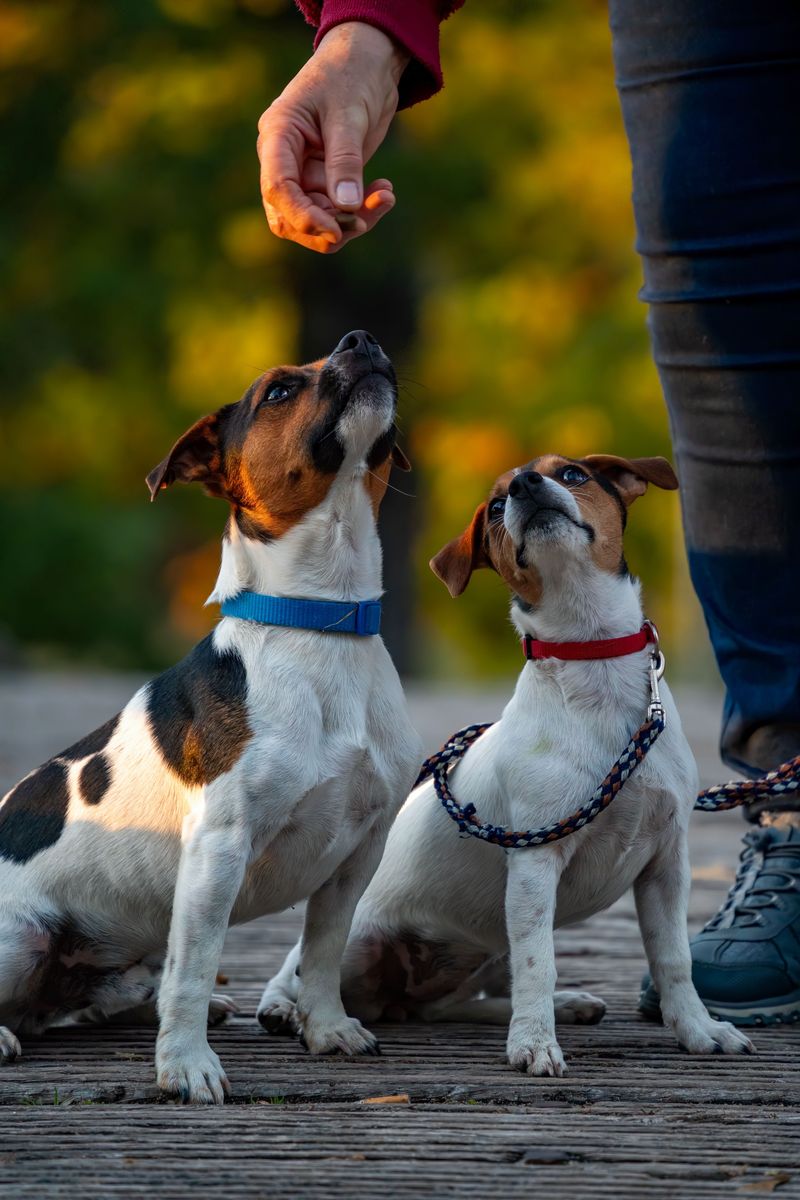 Off-leash confidence can be risky with these 10 breeds - plus 3 that always spot something more interesting 7 Jack Russell Terrier