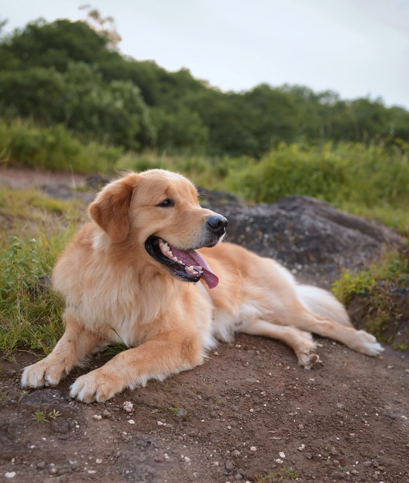 Friendly with people. Competitive with dogs. These 11 breeds often balance both 4 Golden Retriever