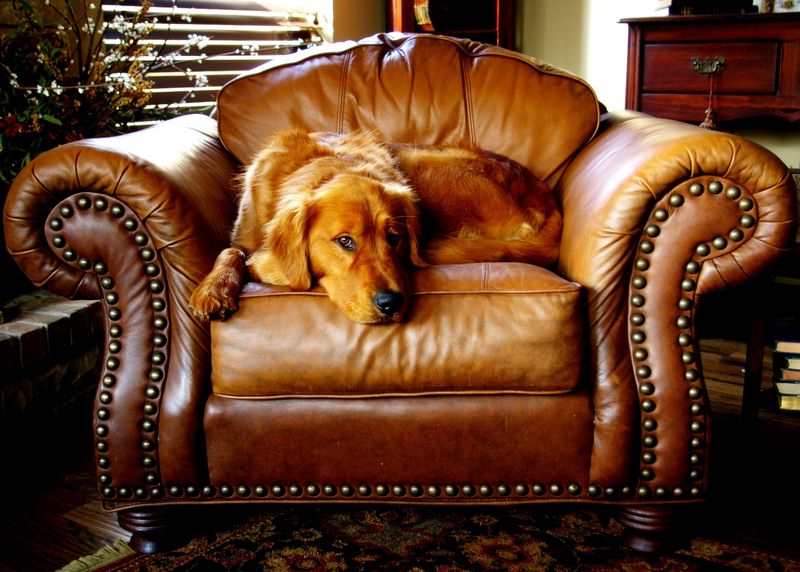 Sleeping close isn't just a habit for these 13 dog breeds - it's how they feel secure 4 Golden Retriever