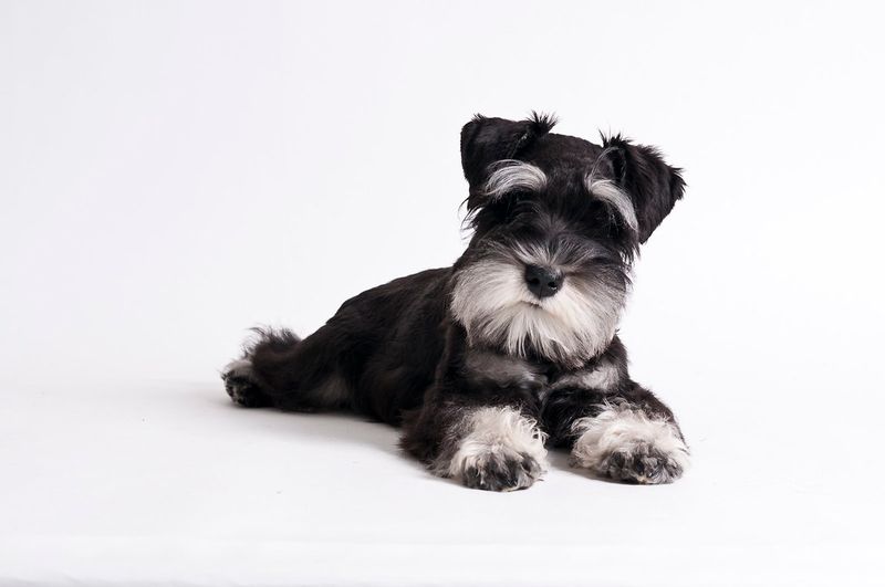 13 dogs that patrol your yard like pest-control experts 9 Miniature Schnauzer
