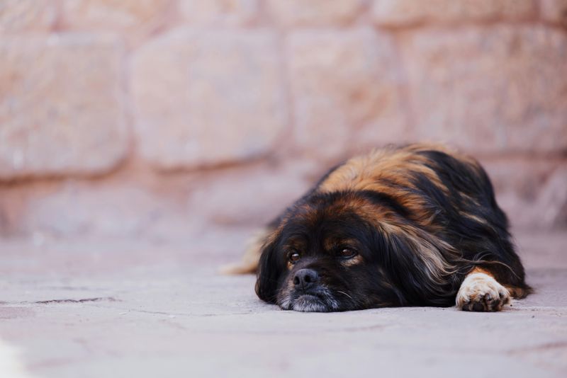 10 reserved dog breeds that appreciate calm and personal space 8 Tibetan Spaniel