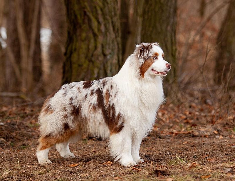 Some dogs wait at home for the adventure to end - These breeds would rather come along 8 Australian Shepherd