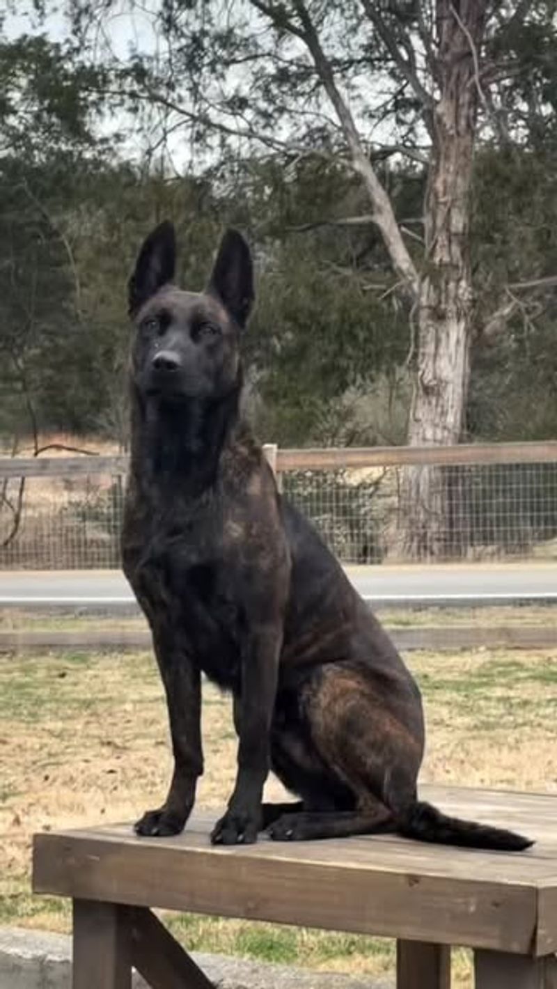 Dutch Shepherd (Rough Coat)