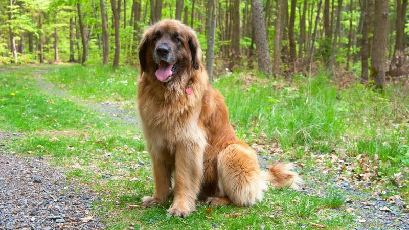 Leonberger