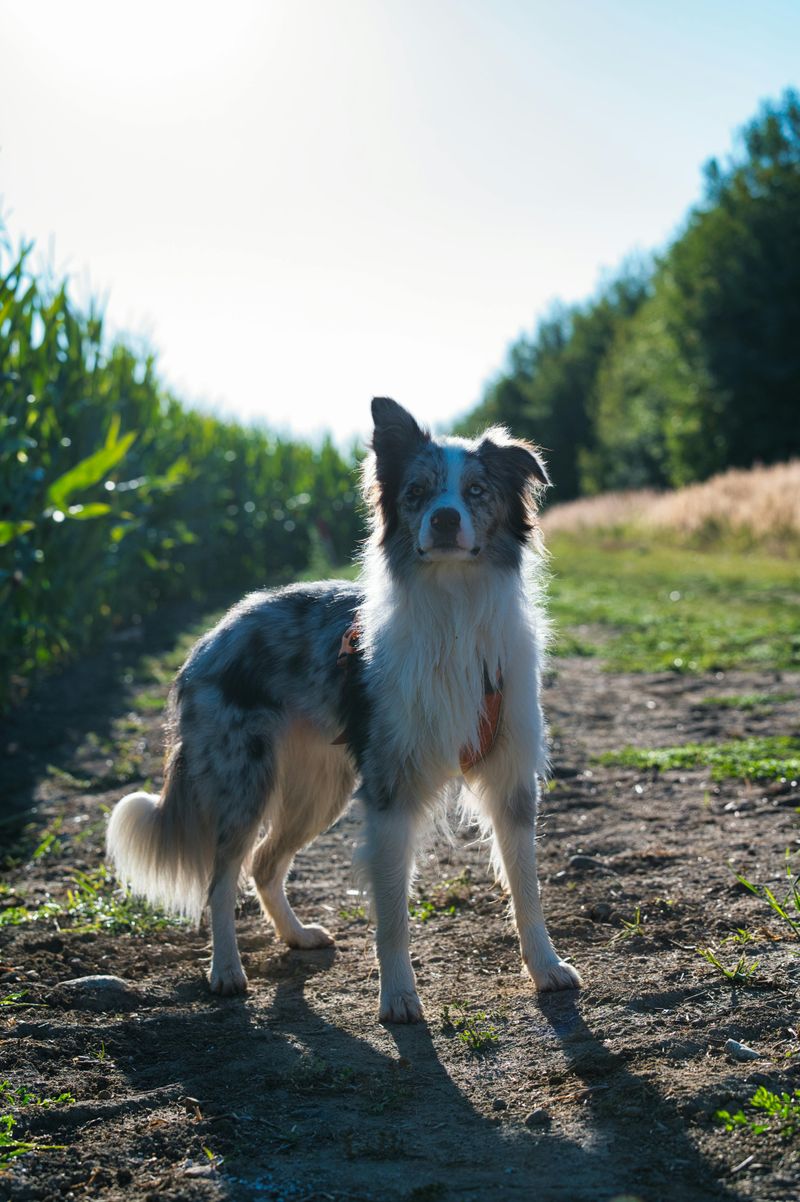 Border Collie
