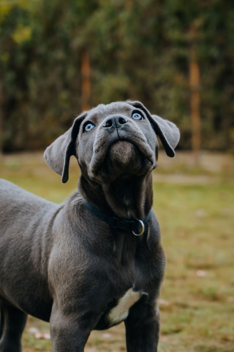 18 dog breeds people think are perfect family pets - until they discover the hidden challenges, plus 4 breeds that are even tougher 21 Cane Corso (even tougher)